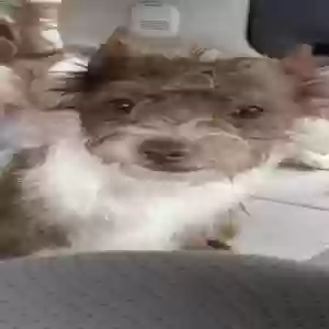 lost male dog bubba