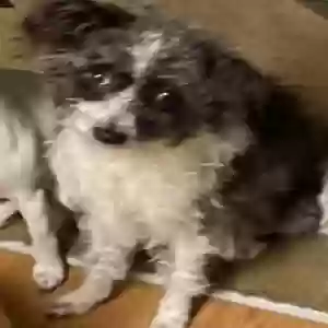 lost female dog rambi