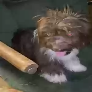 lost male dog mister