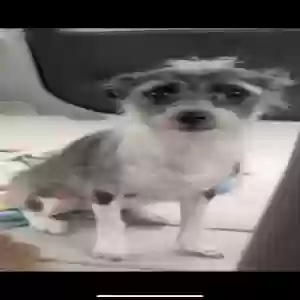 lost female dog pie