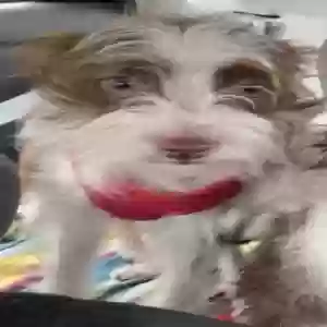 lost female dog august