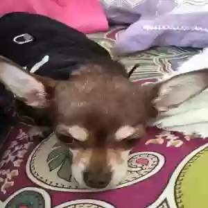 lost female dog maggs