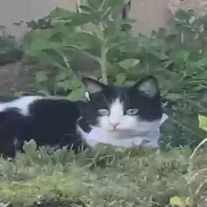 lost male cat mochi