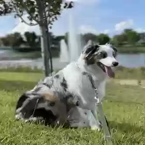 lost male dog tucker