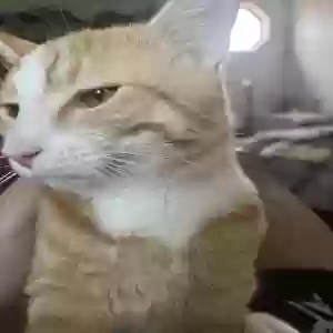 lost male cat mikey