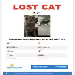 lost female cat michi