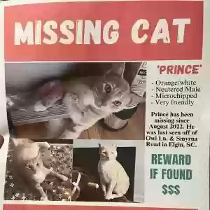 lost male cat prince