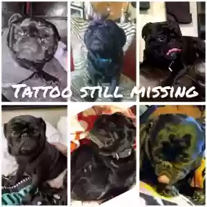 lost male dog tattoo