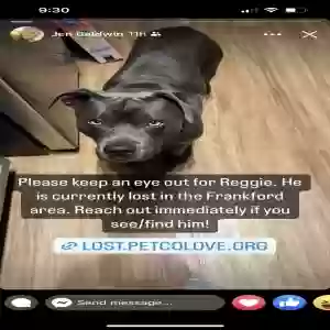 lost male dog reggie