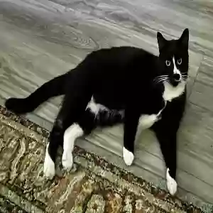 lost male cat cyrus