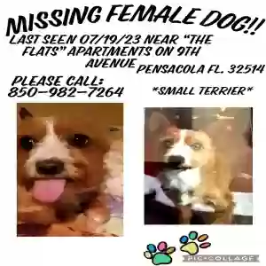 lost female dog unknown