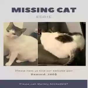 lost male cat eddie