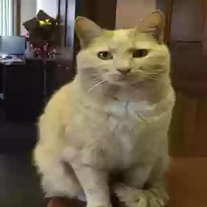 lost female cat spout
