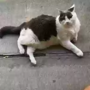lost male cat kiki