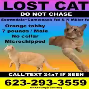 lost male cat apollo