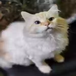 lost male cat nicholas