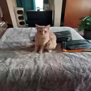 lost male cat bear