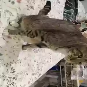 lost male cat lion