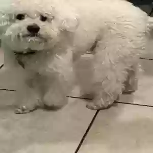 lost male dog drako