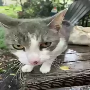 found unknown cat unknown