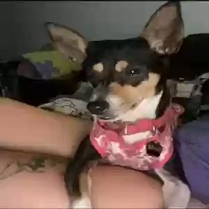 lost female dog bella