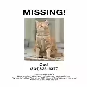 lost male cat cudi