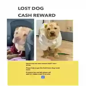 lost male dog hooch