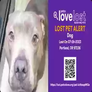 lost male dog rocko