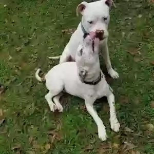 lost male dog dexter & dakota
