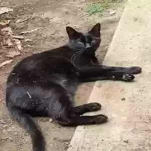 lost male cat jack