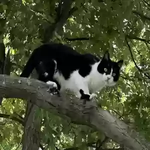 lost male cat storm