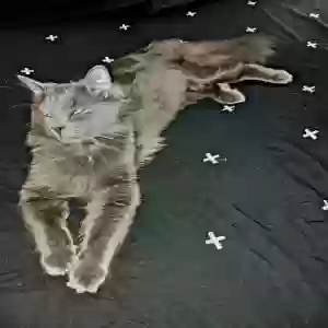 lost male cat knuckles