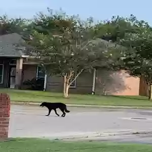 found male dog unknown