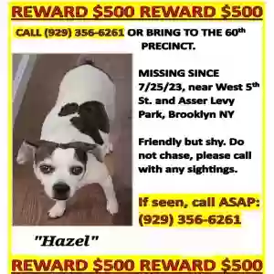 lost female dog hazel