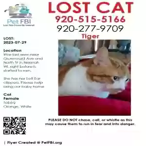 lost female cat tiger