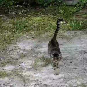 found male cat unknown