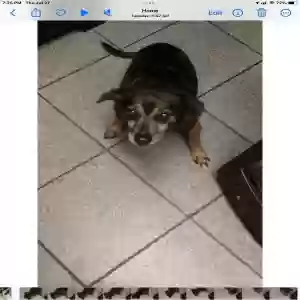 lost male dog keyster