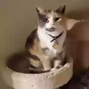 lost female cat sushi