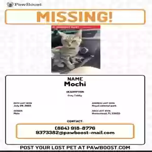 lost male cat mochi