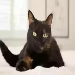 lost female cat sheeba
