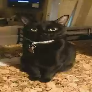lost female cat olive