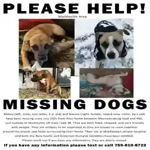 lost male dog mateo and gianna