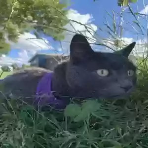 lost male cat mr. booger