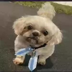 lost male dog papi cole-dames