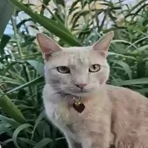 lost male cat ben