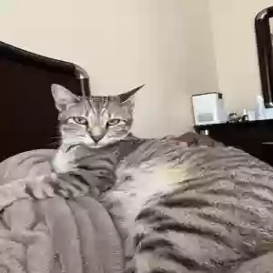 lost female cat nala