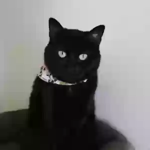 lost female cat onyx