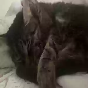lost female cat molly
