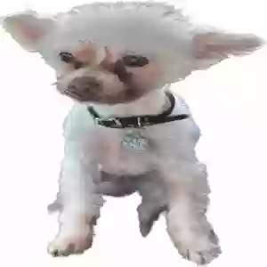 lost female dog misty