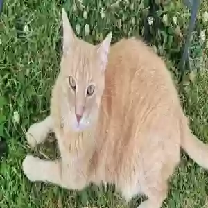 lost male cat simba